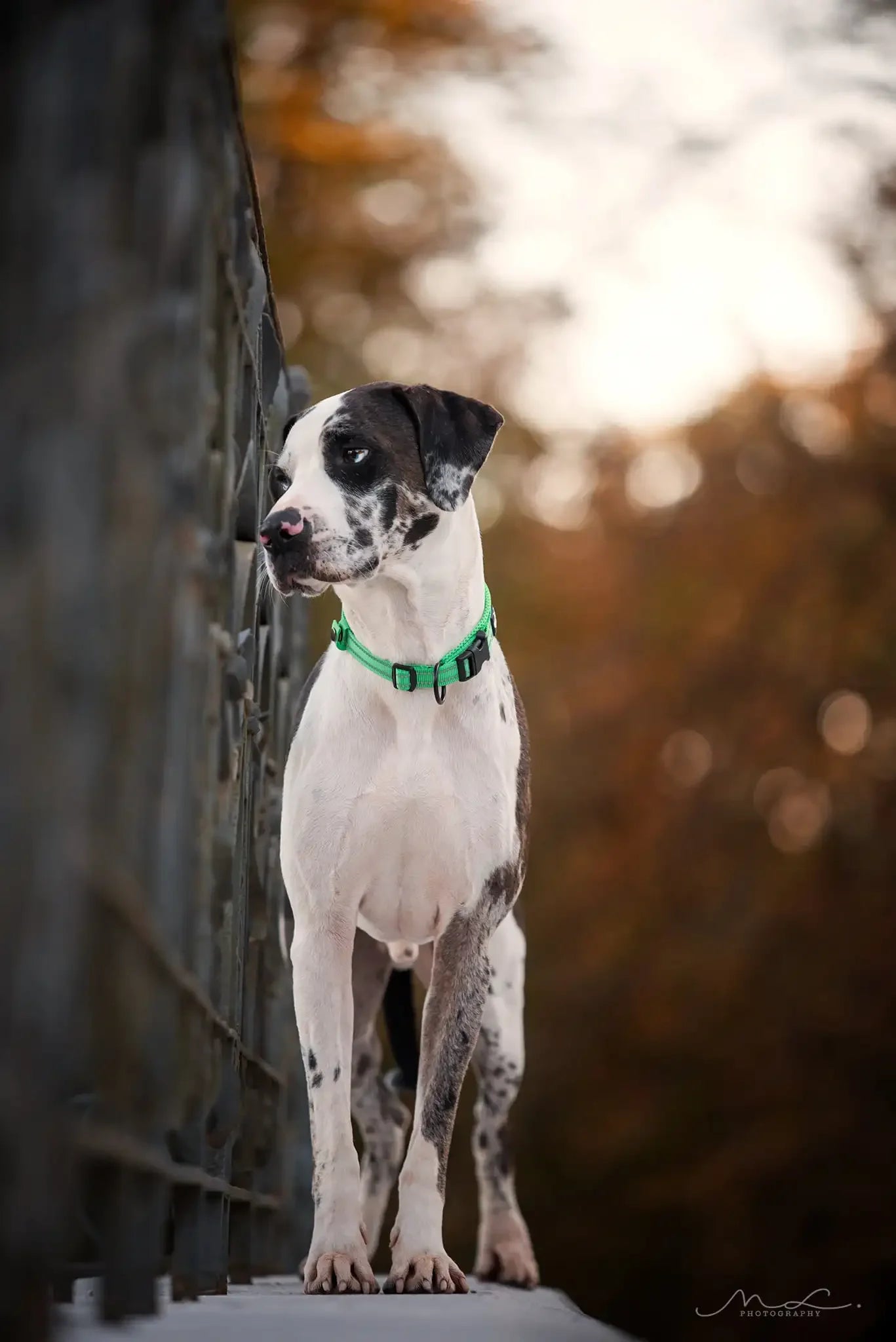 TrueLove Nylon Adjustable Dog Collar Padded Reflective Training